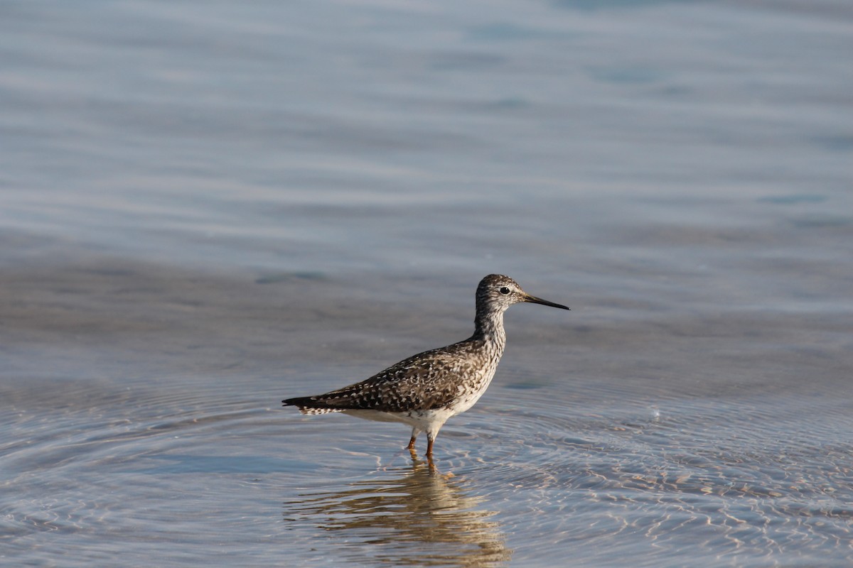 Lesser Yellowlegs - ML511853761