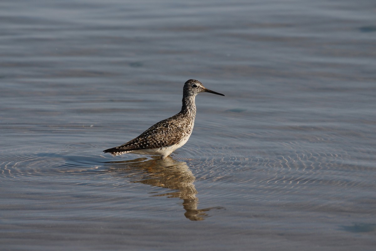 Lesser Yellowlegs - Lauri Mattle