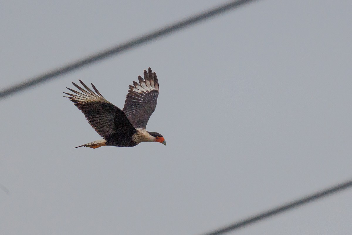 Caracara huppé - ML511853801