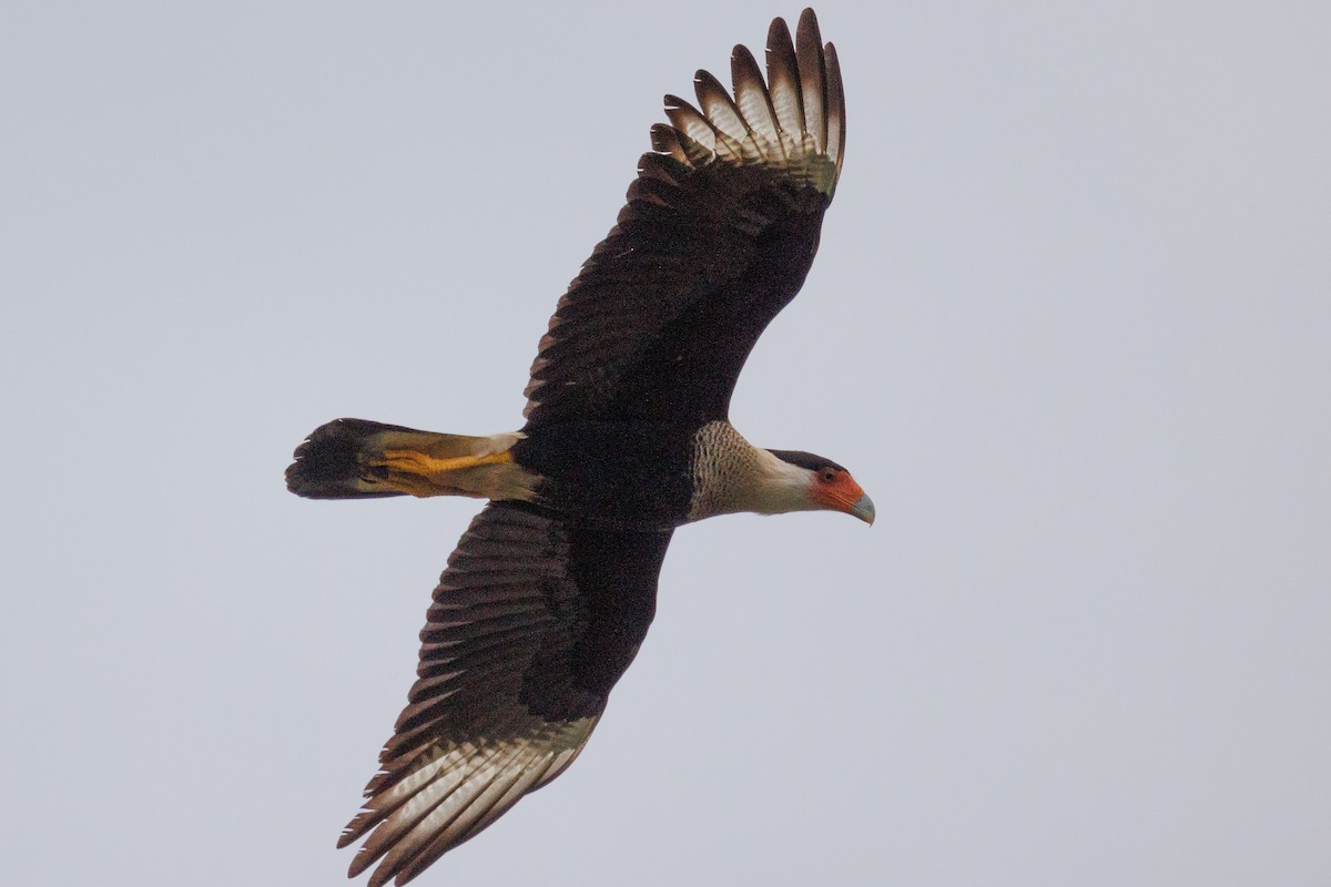 Caracara huppé - ML511853811