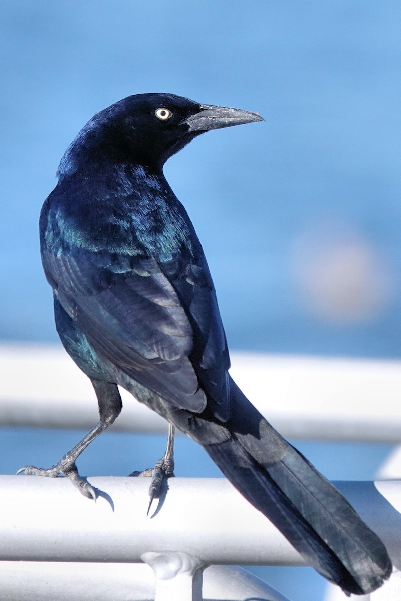 Boat-tailed Grackle - ML511853921
