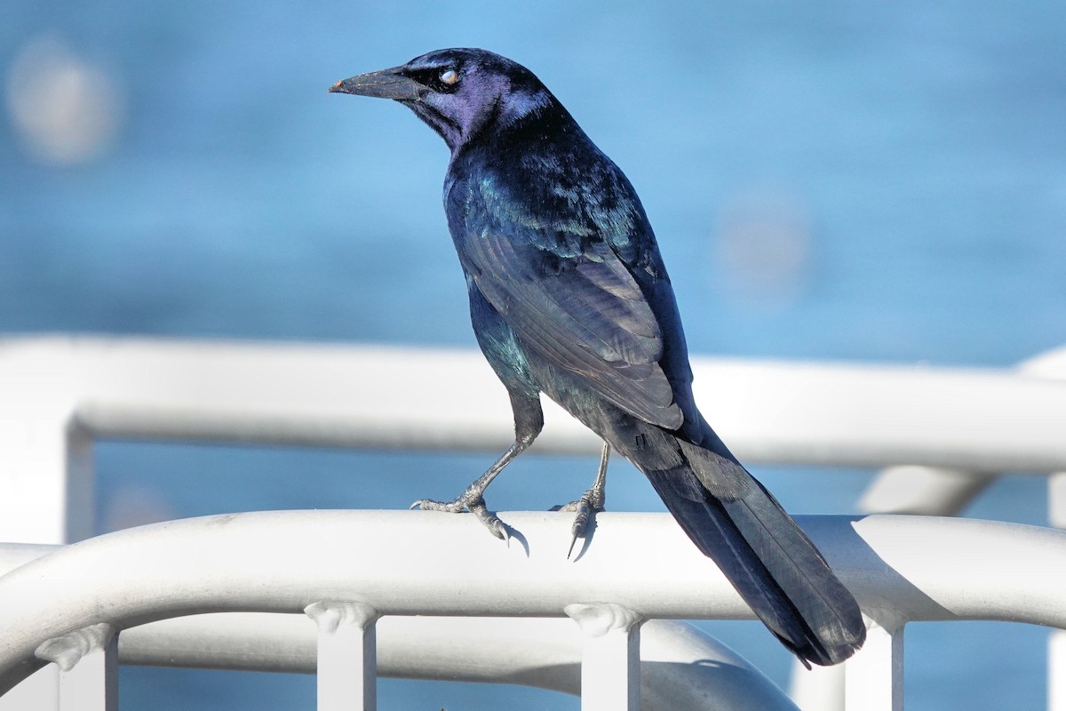 Boat-tailed Grackle - ML511853931