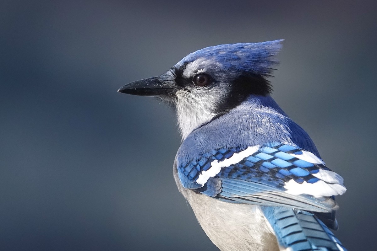 Blue Jay - ML511854221