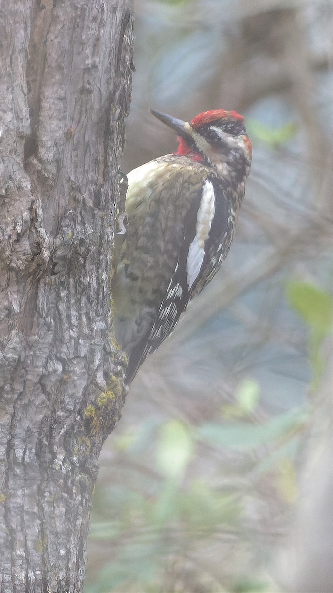 Yellow-bellied Sapsucker - ML511854471