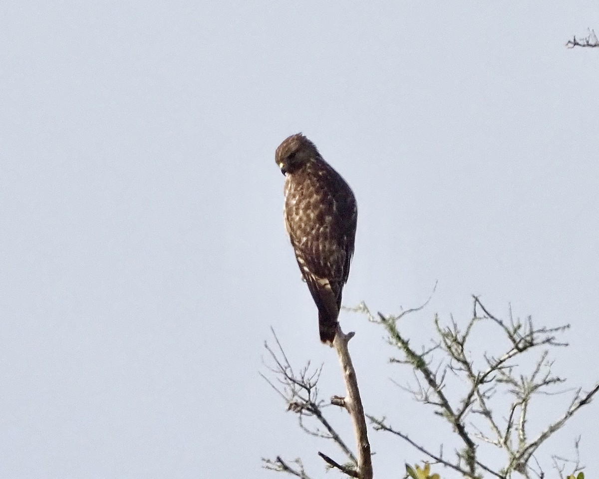 Red-shouldered Hawk - ML511855061