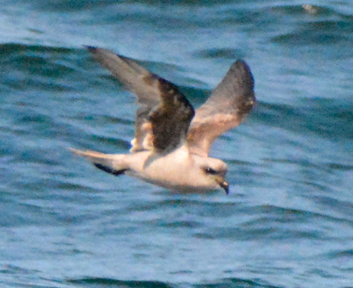 Fork-tailed Storm-Petrel - Tanya Smythe