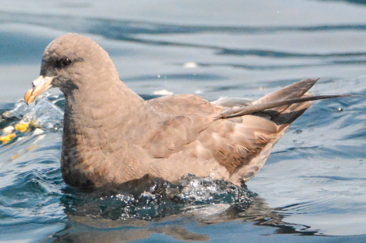 Northern Fulmar - ML511857491