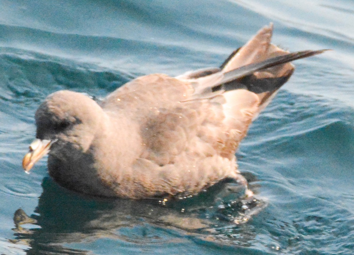 Fulmar Boreal - ML511857501