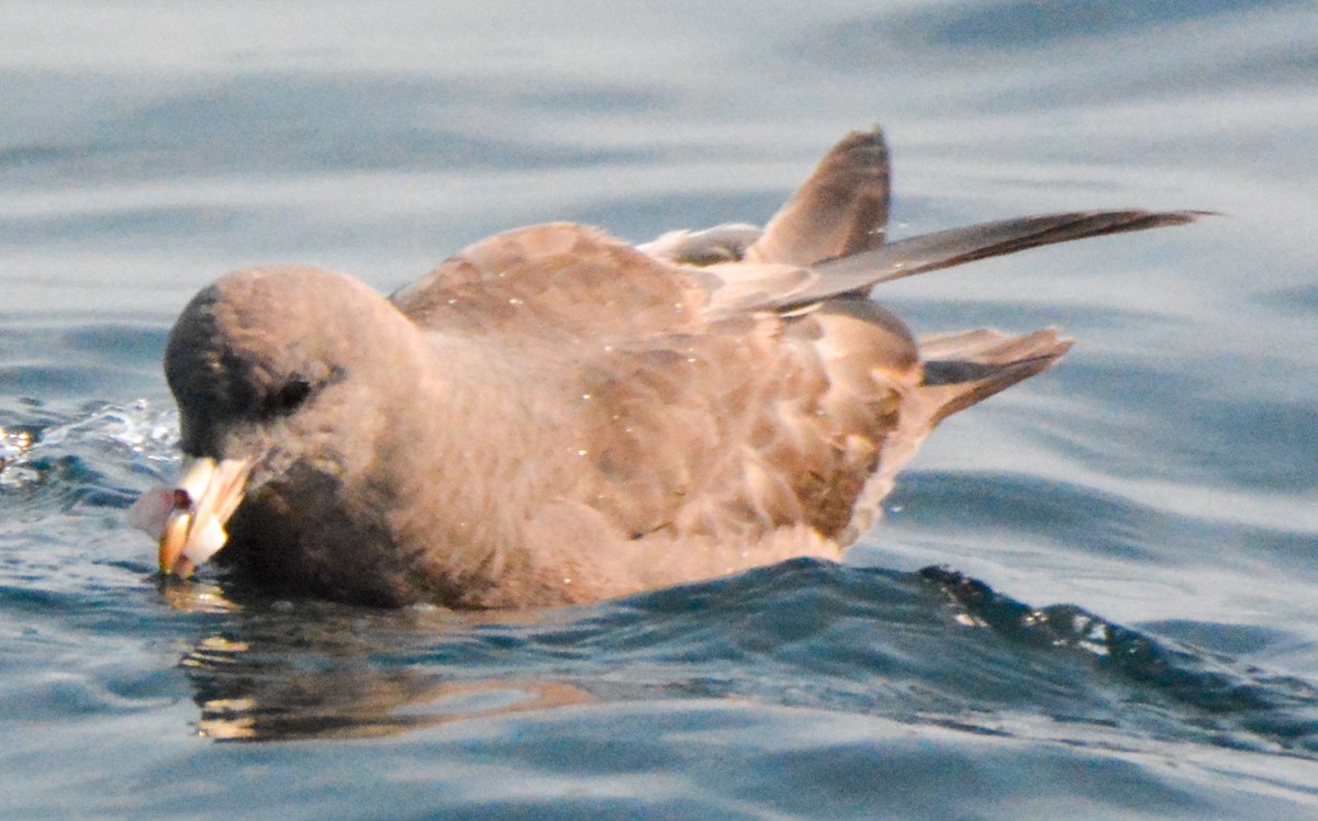 Northern Fulmar - ML511857521