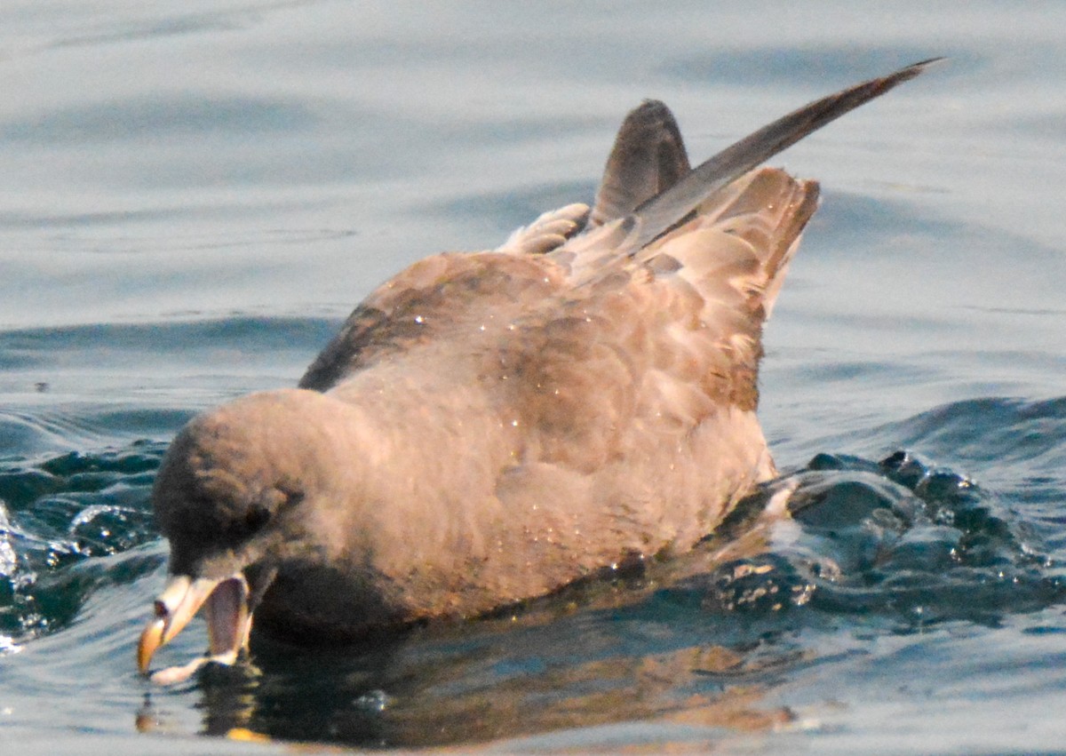 Northern Fulmar - Tanya Smythe