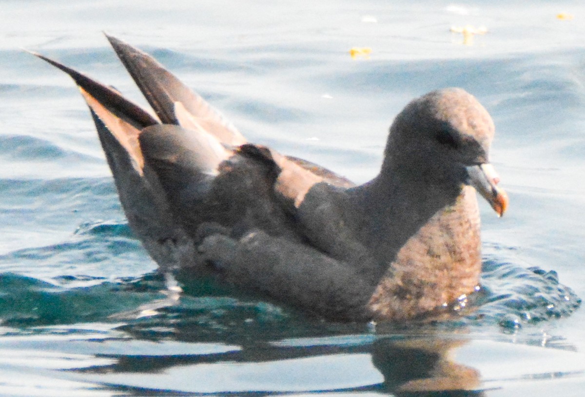 Northern Fulmar - ML511857551