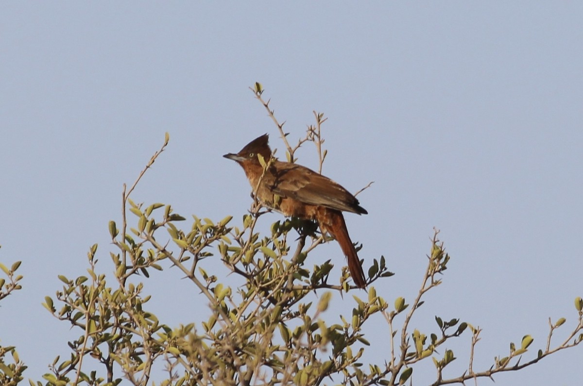 Brown Cacholote - ML511857661