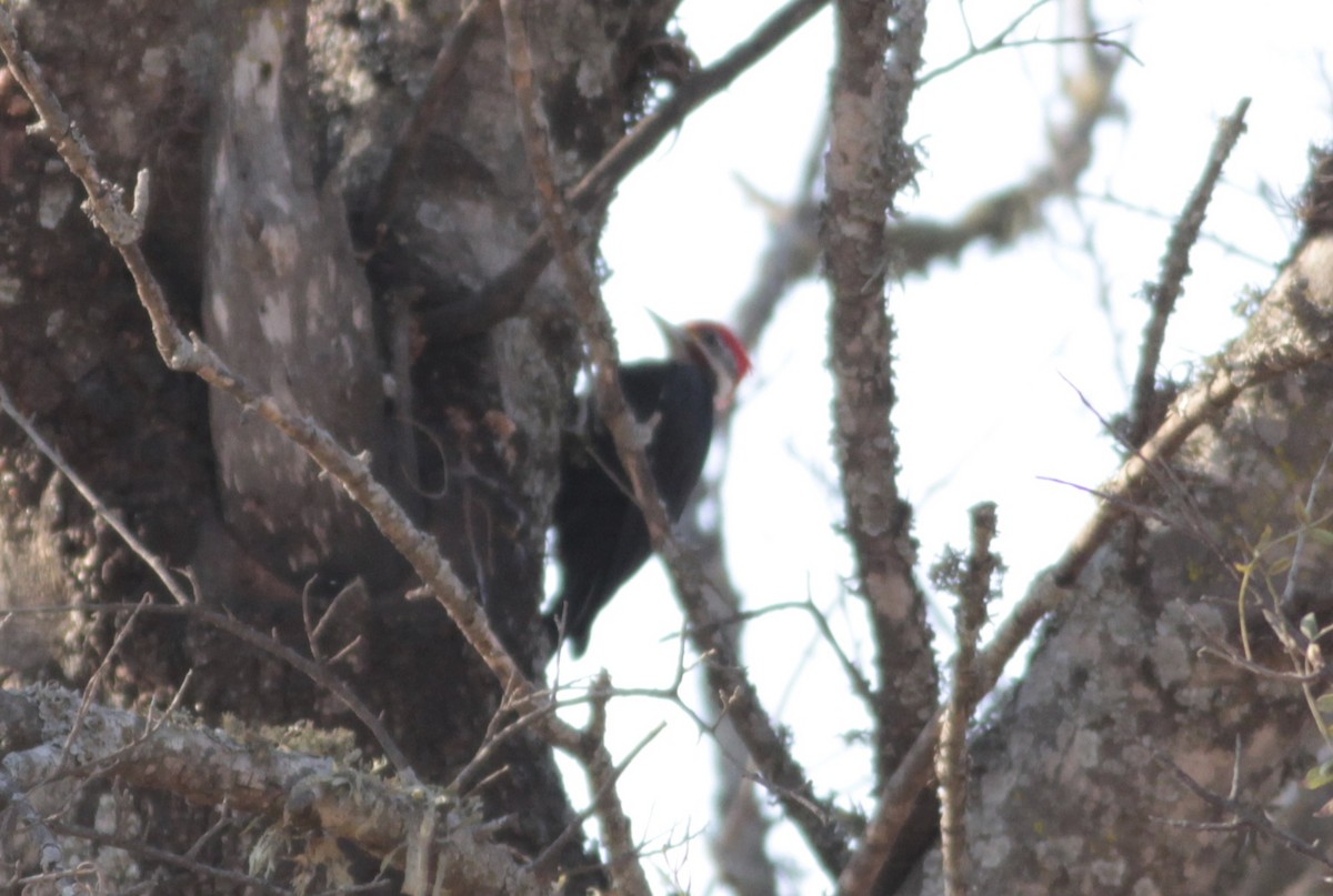 Black-bodied Woodpecker - ML511857741