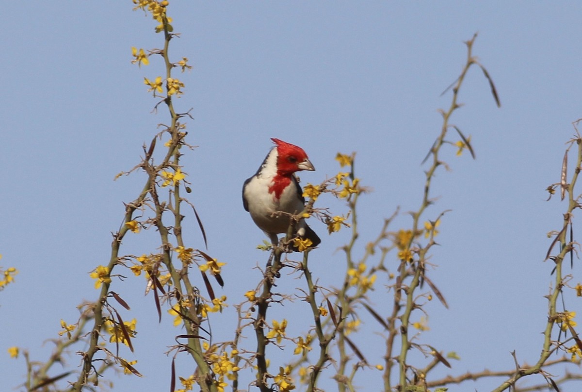 Red-crested Cardinal - ML511857881
