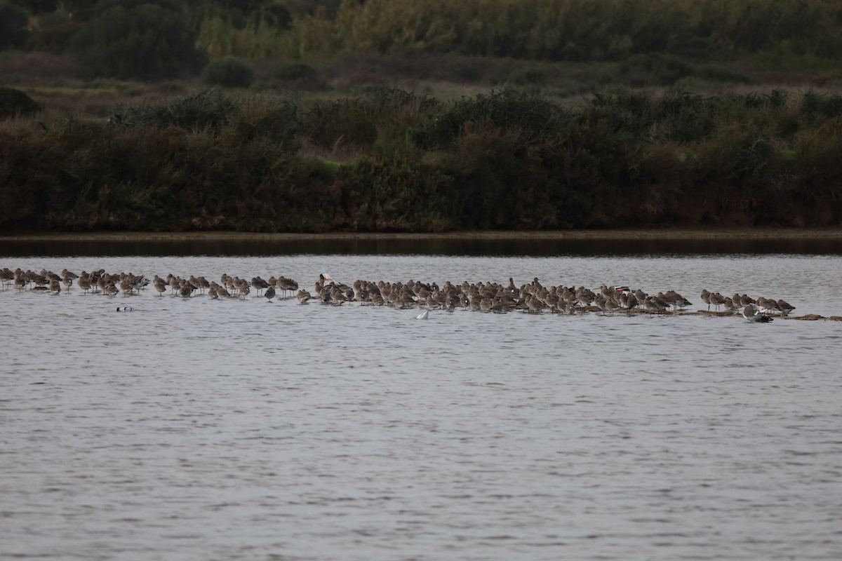 Black-tailed Godwit - ML511857901