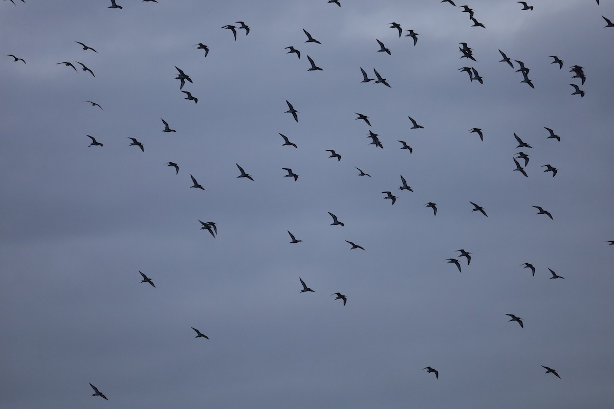 Black-tailed Godwit - ML511857911