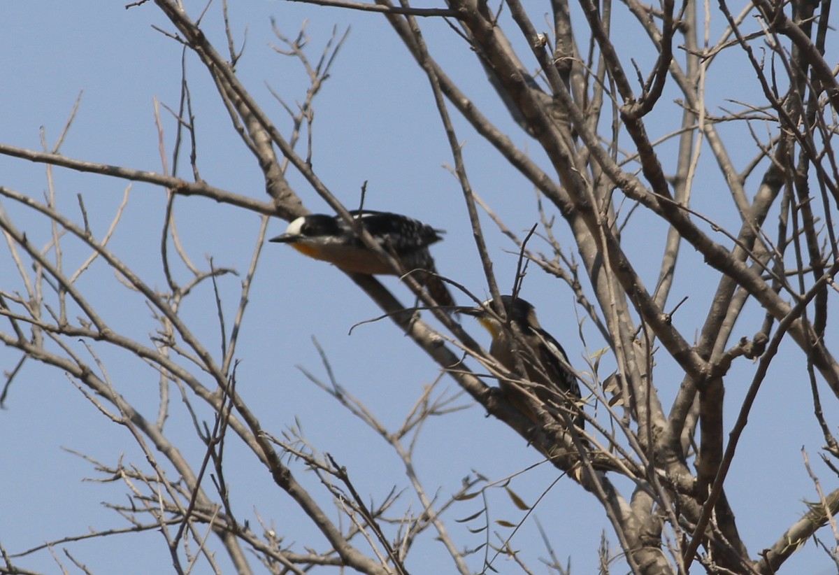 White-fronted Woodpecker - ML511857921