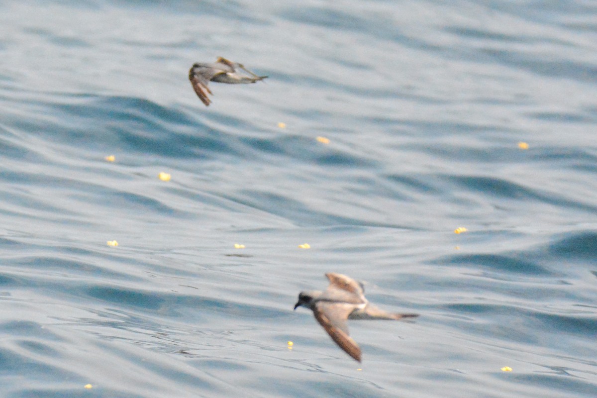 Fork-tailed Storm-Petrel - Tanya Smythe