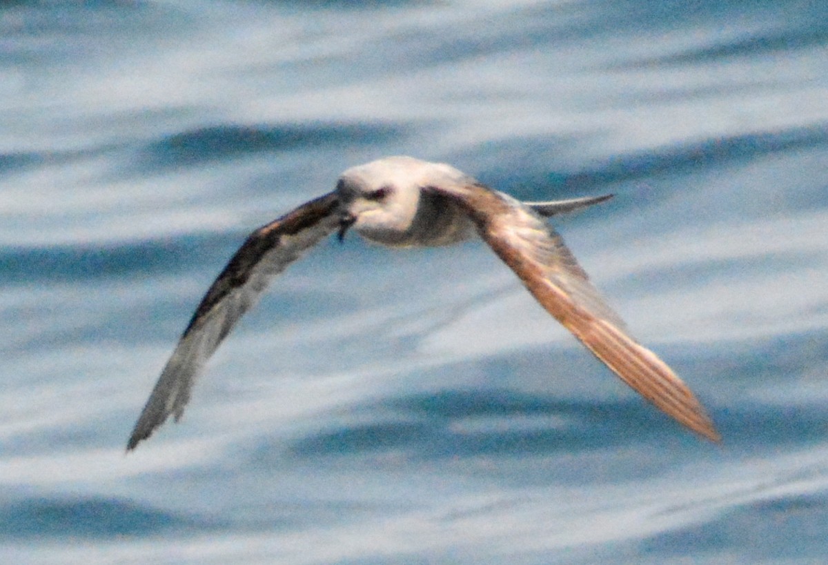 Fork-tailed Storm-Petrel - Tanya Smythe