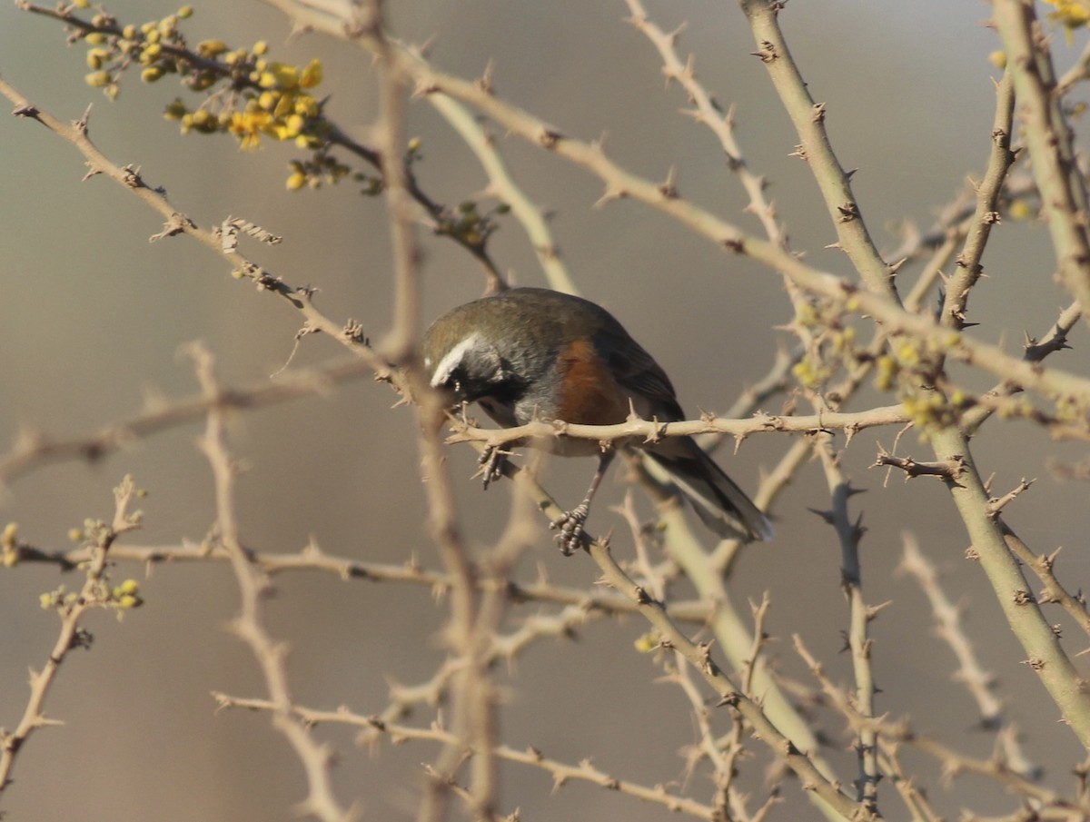 Many-colored Chaco Finch - ML511858141