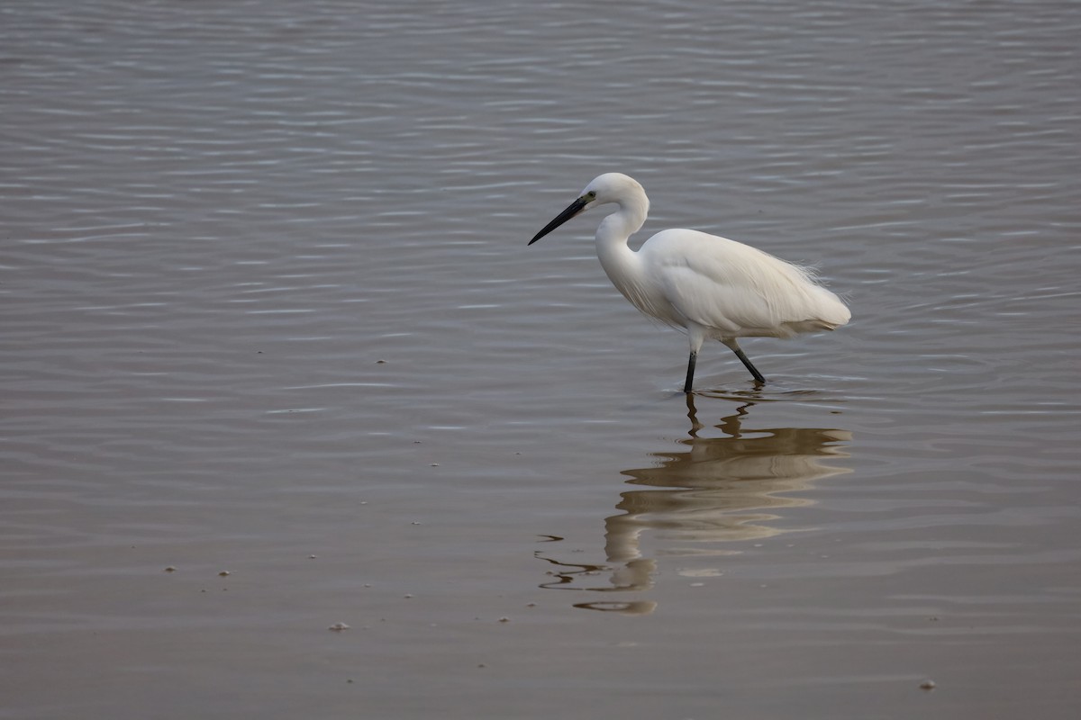 Little Egret - ML511859271