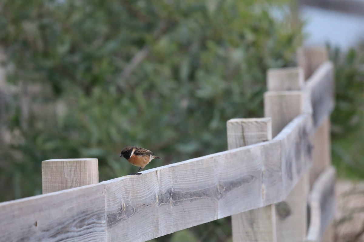 European Stonechat - ML511859751