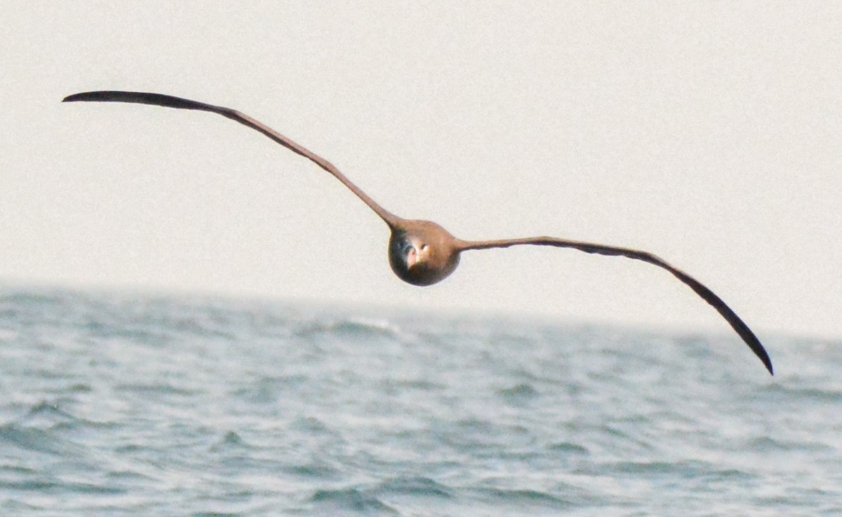 Черноногий альбатрос - ML511860161