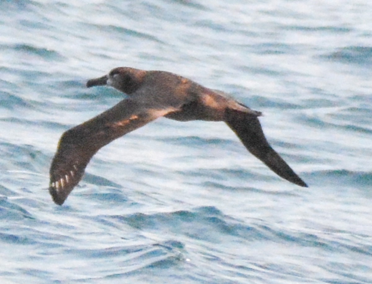 Черноногий альбатрос - ML511860171