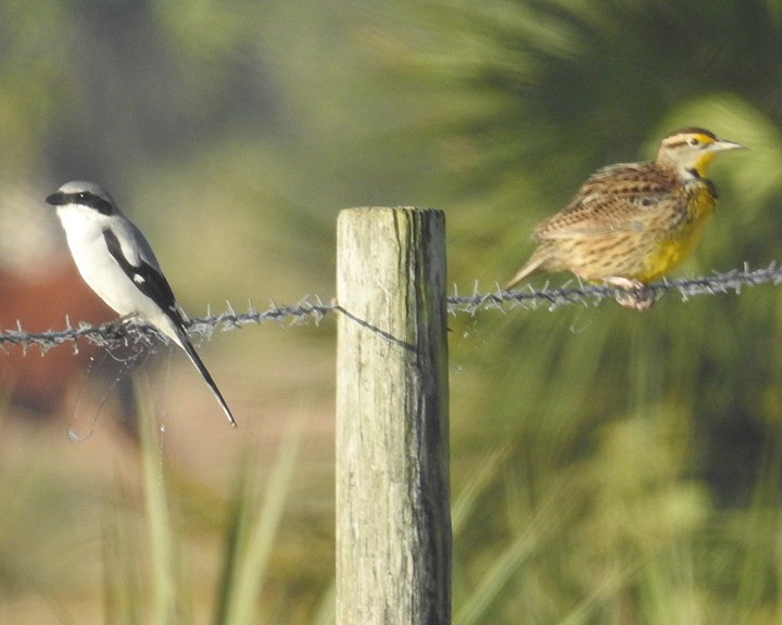 Pie-grièche migratrice - ML511860691