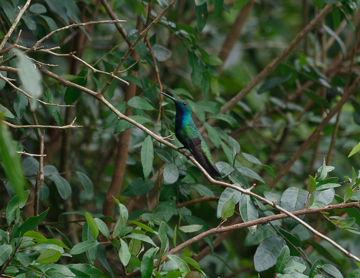 kolibřík tropický - ML511860901