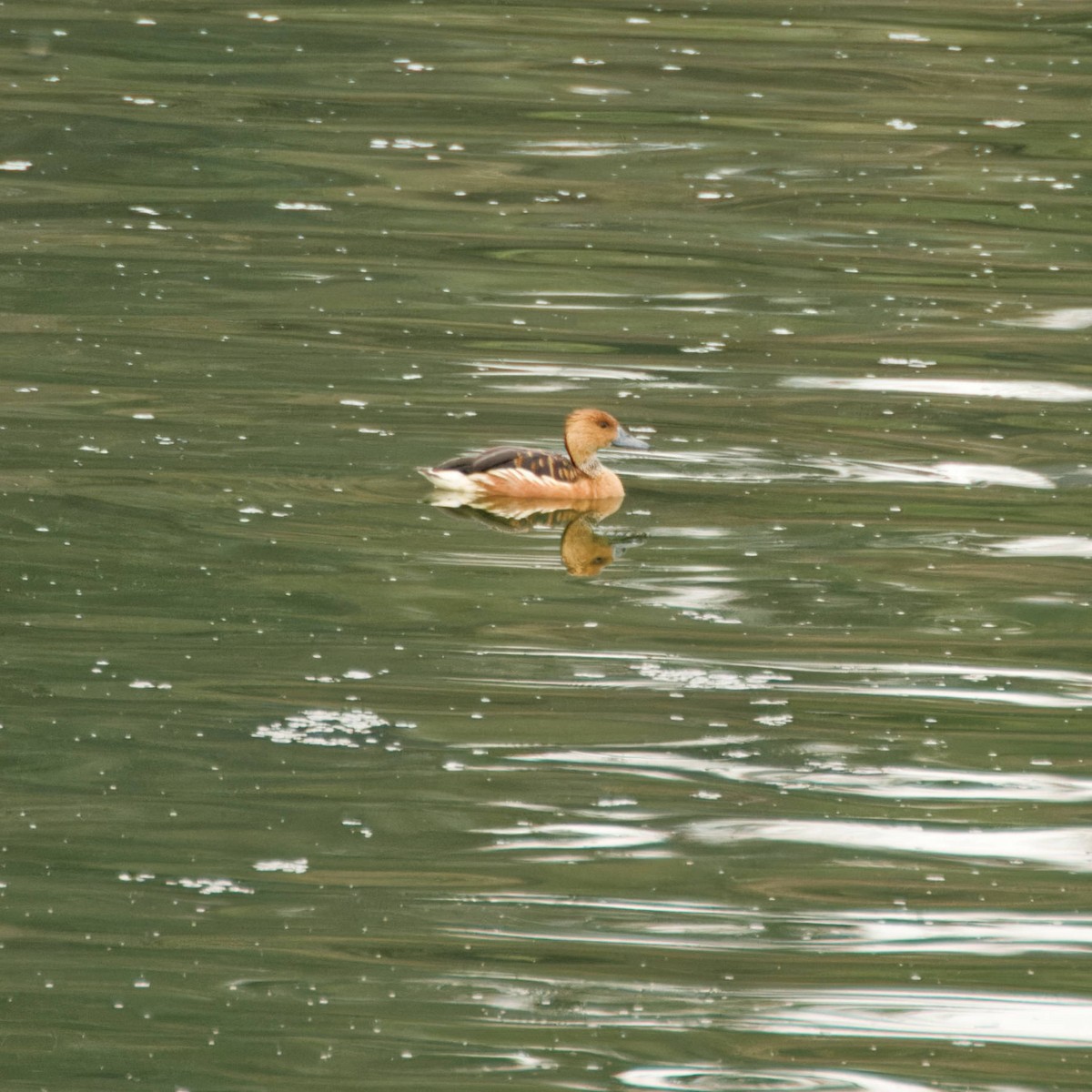 Fulvous Whistling-Duck - ML511862641