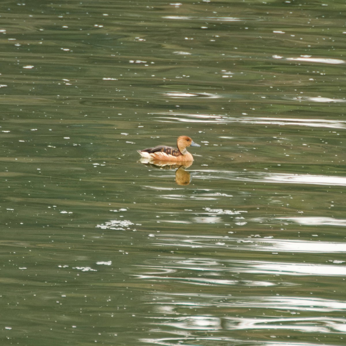 Fulvous Whistling-Duck - ML511862651