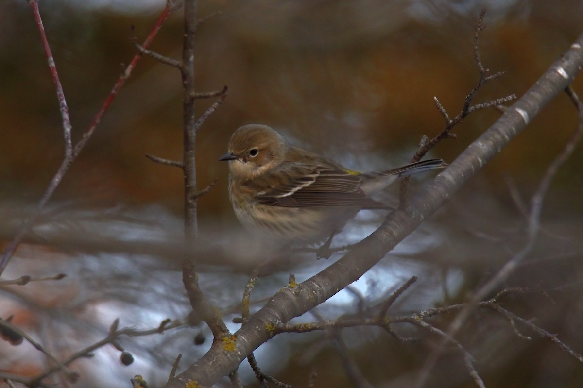 Yellow-rumped Warbler - Trey Weaver