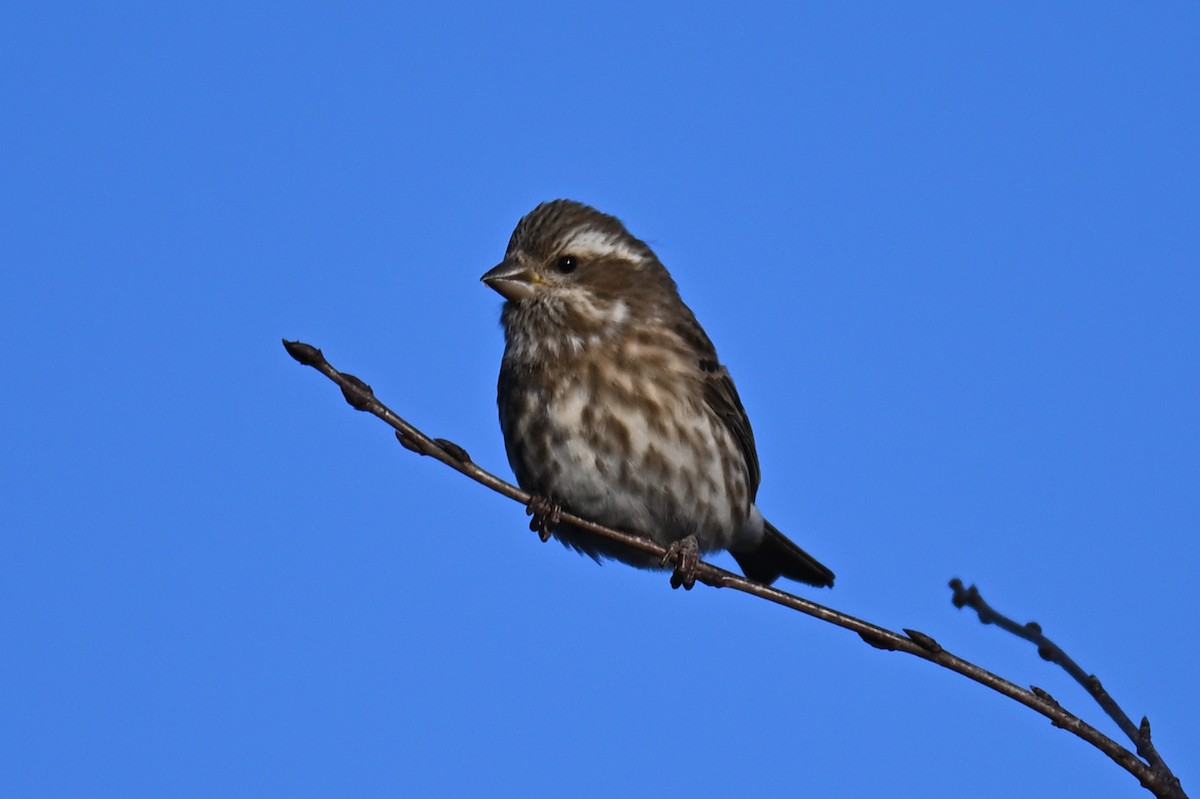 Purple Finch - ML511865801