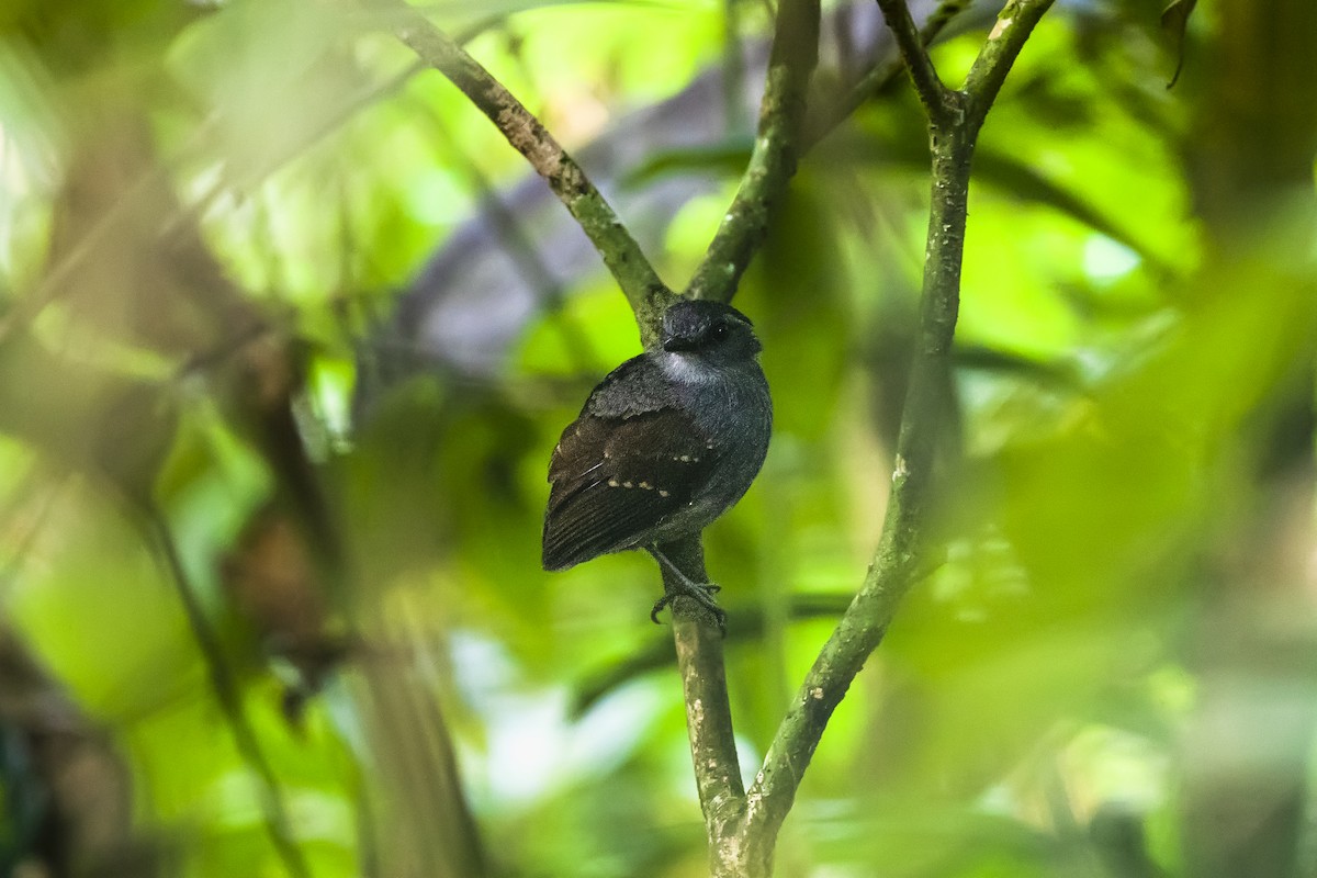 Ash-throated Gnateater - Stefan Hirsch