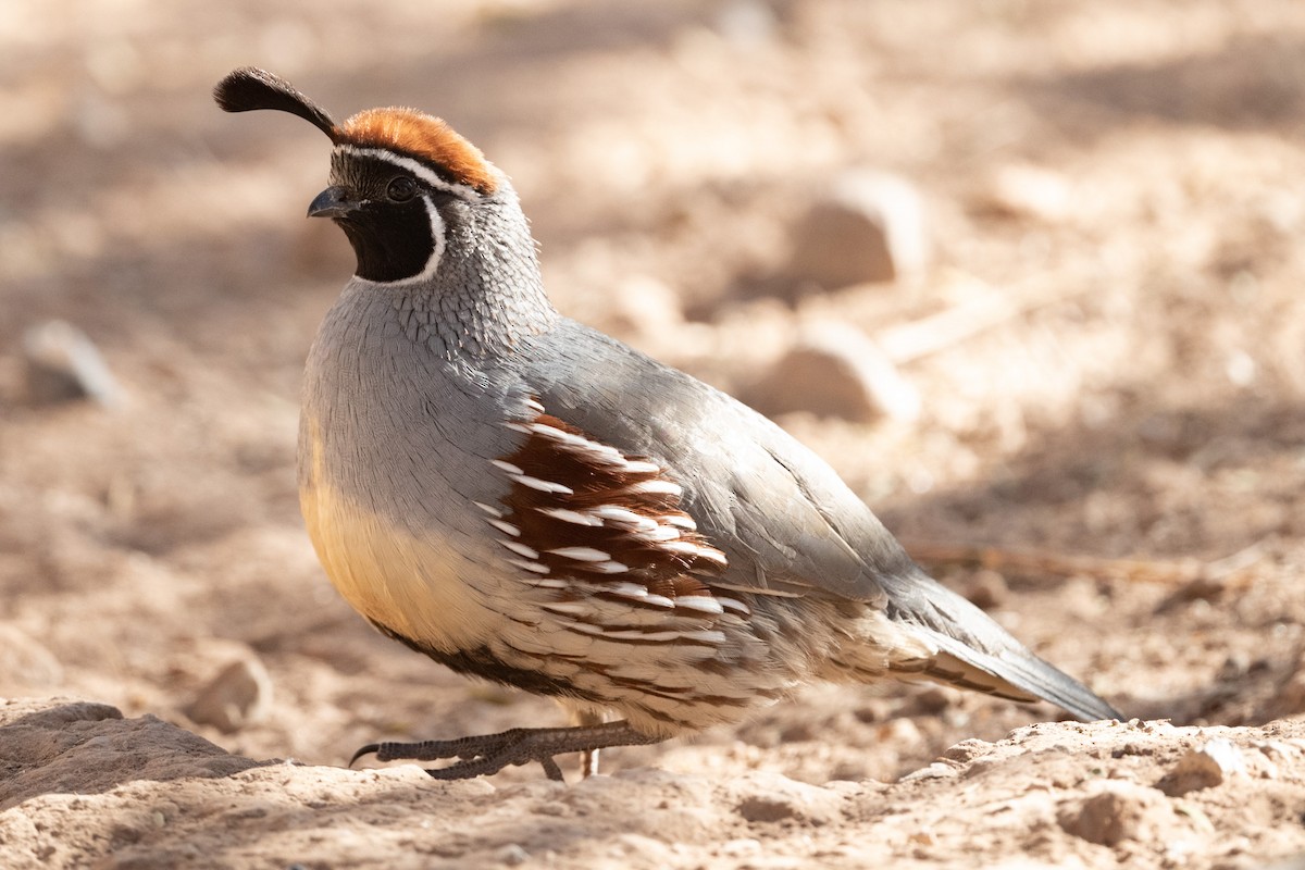 Gambel's Quail - Cynthia  Case