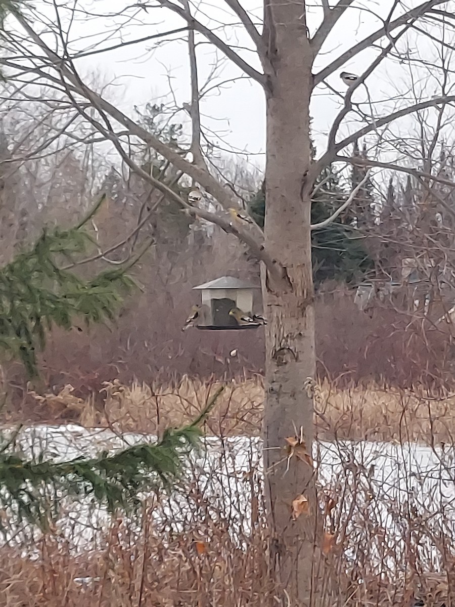 Evening Grosbeak - ML511869331