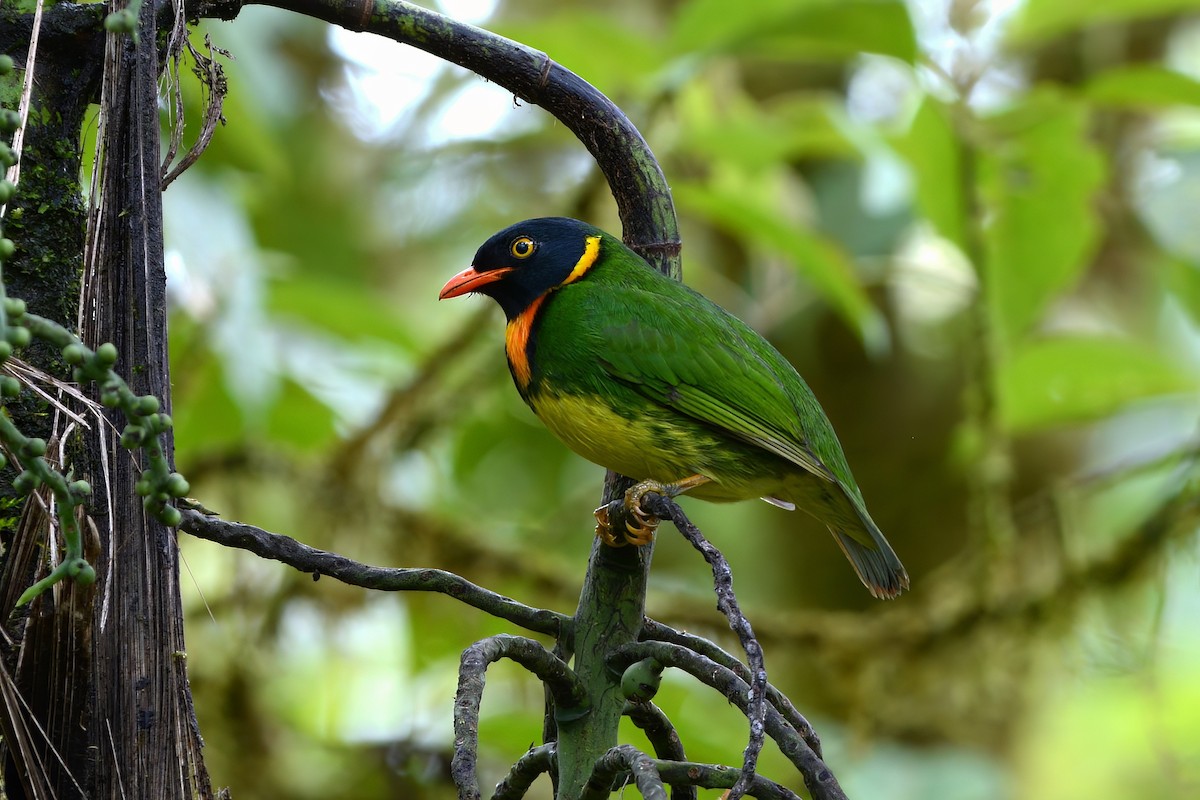 Orange-breasted Fruiteater - David Hollie