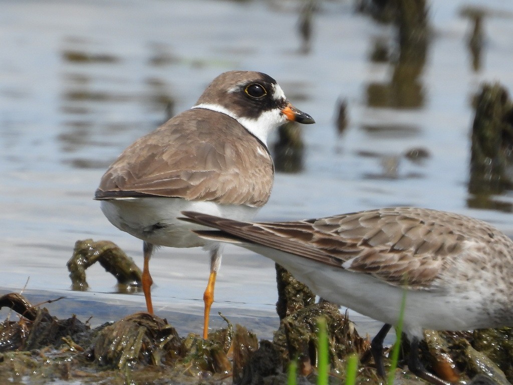 Semipalmated Plover - ML511869491