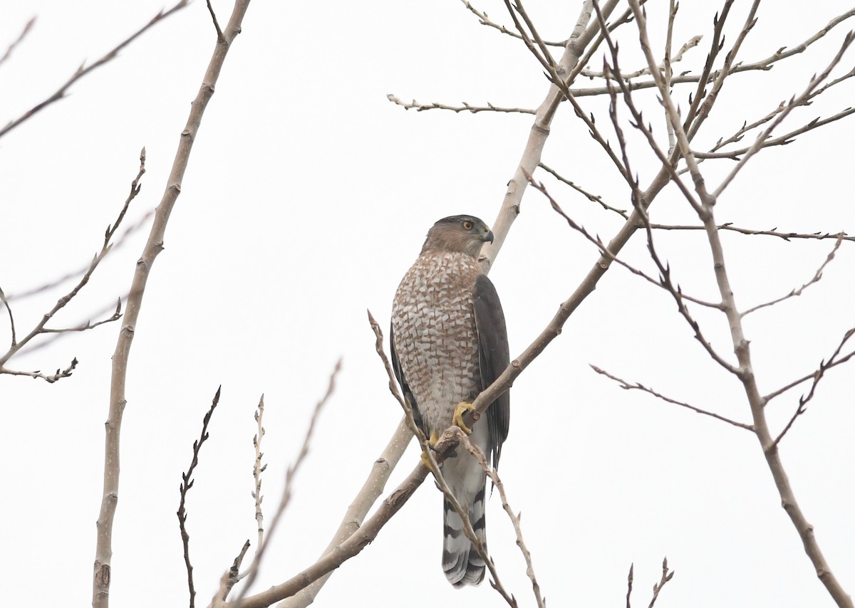 Cooper's Hawk - ML511869671