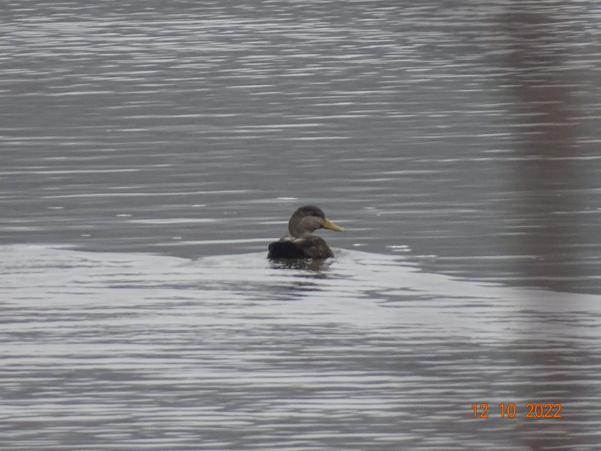 American Black Duck - Jill Medley