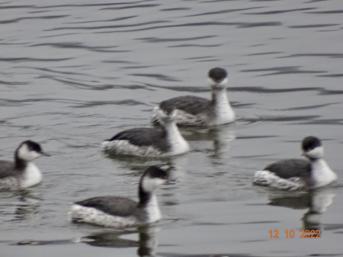 Horned Grebe - ML511872001