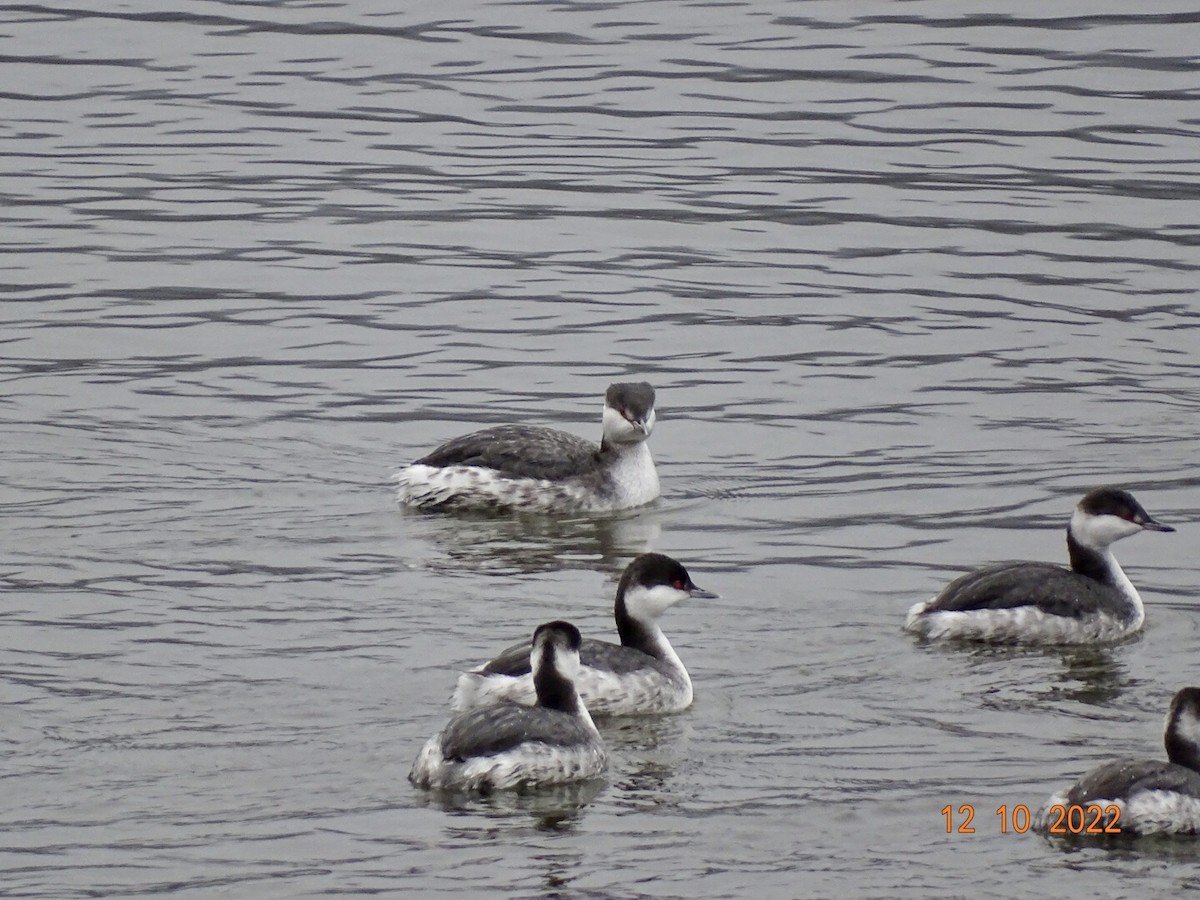 Horned Grebe - ML511872021