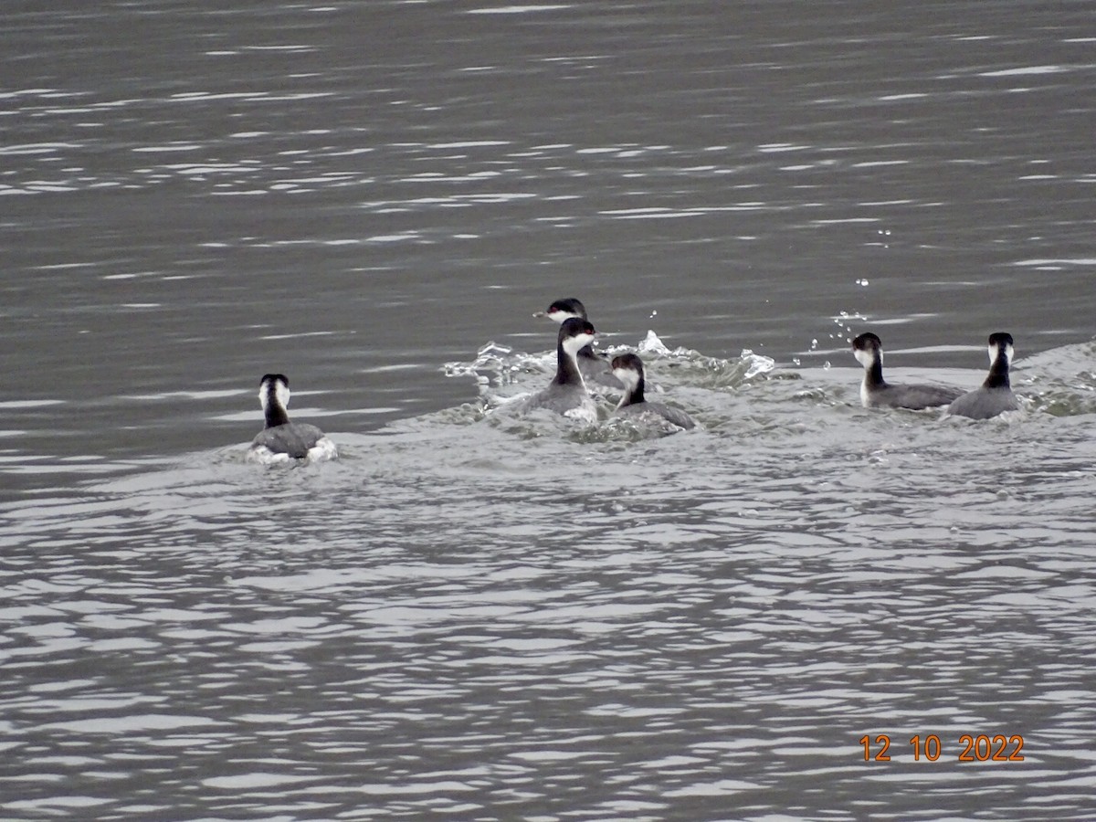 Horned Grebe - ML511872031