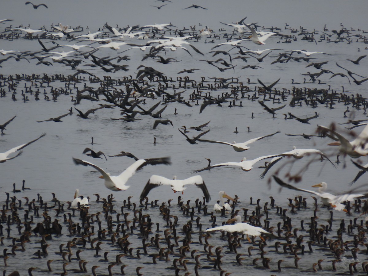 American White Pelican - ML511872481