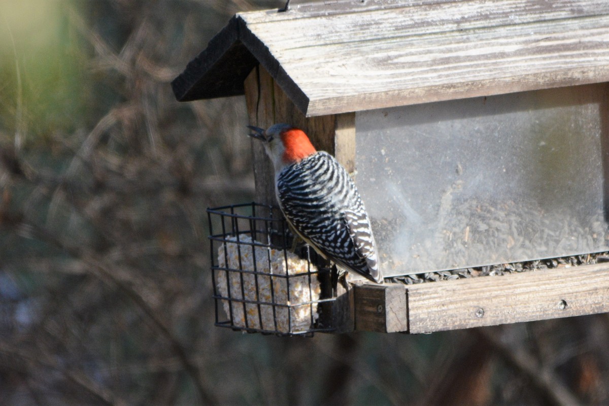 Red-bellied Woodpecker - Steve Mierzykowski