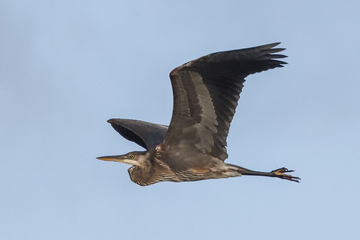 Great Blue Heron - ML511873551