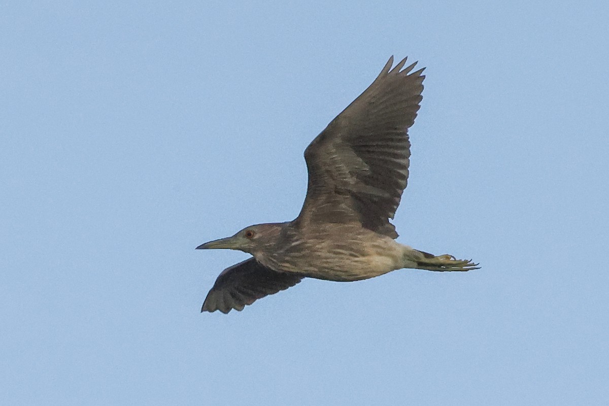 Black-crowned Night Heron - ML511873881