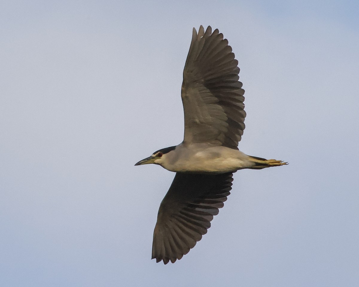 Black-crowned Night Heron - ML511873891