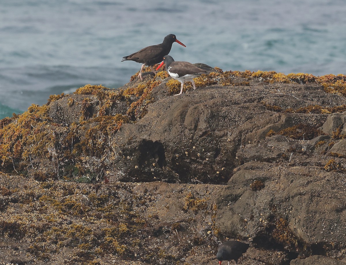 American/Black Oystercatcher - ML511874321